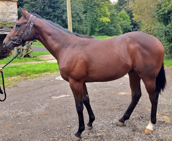 Kodiac X Throne Colt
