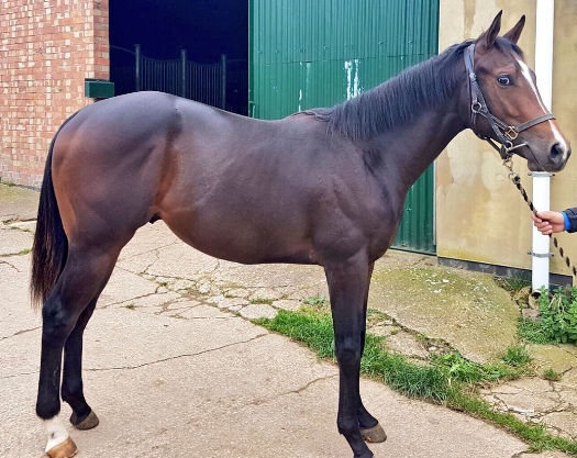 Swiss Spirit X Mysterious Girl Colt
