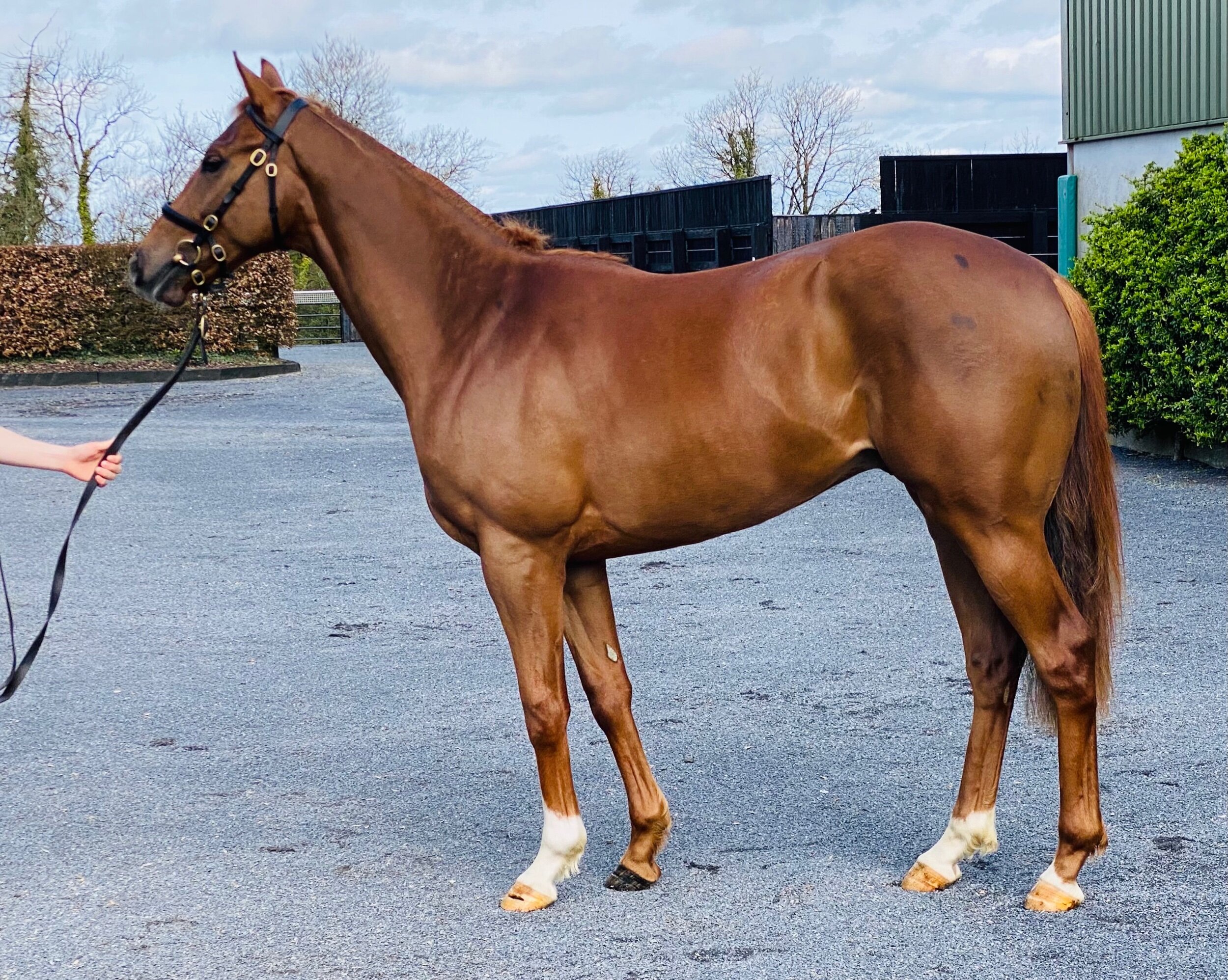 New Bay X Lidanski Colt