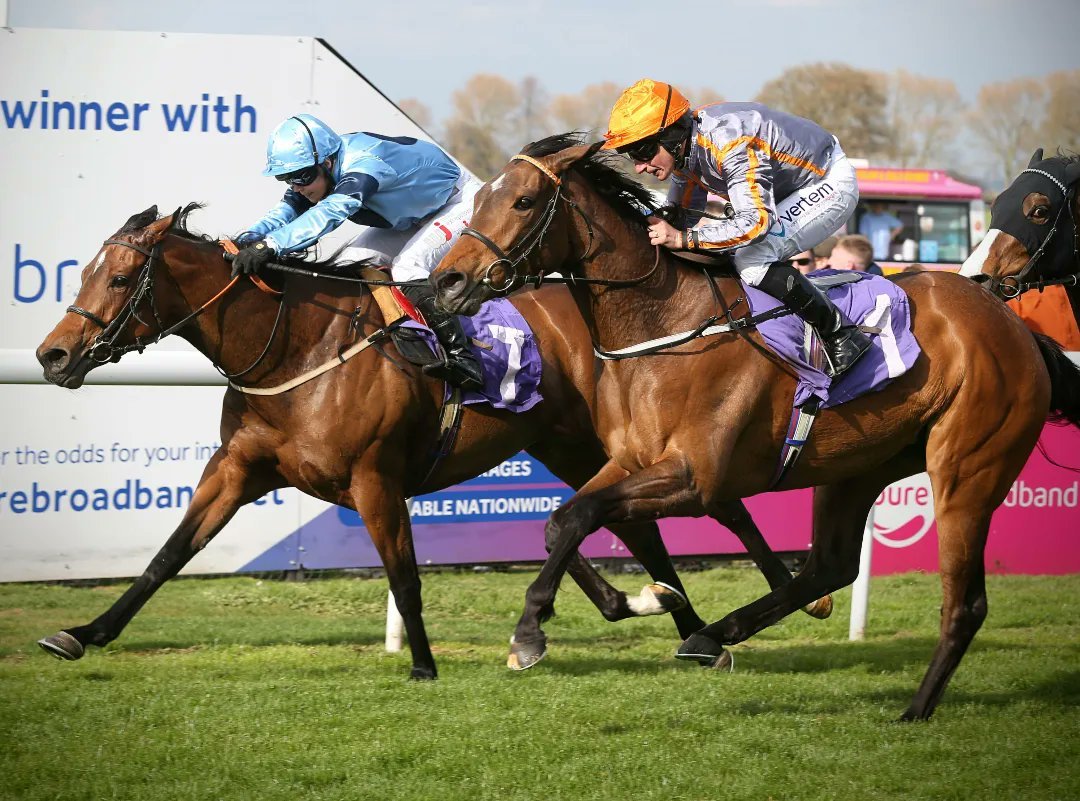 Holy Endeavour dead heats at Beverley.